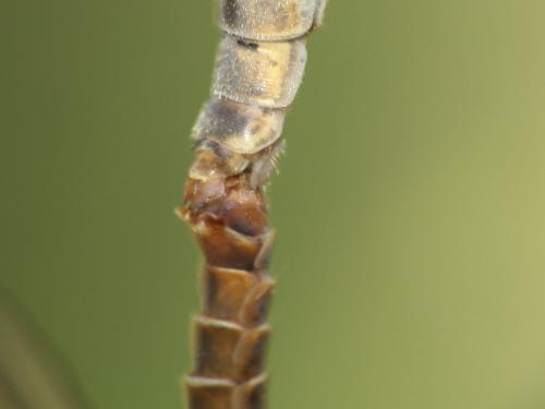 Tipula vernalis